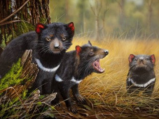 Jigsaw Puzzle «Tasmanian devil»