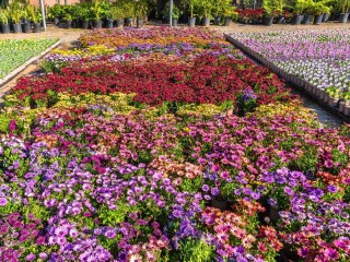 Jigsaw Puzzle «Gerber flower garden»