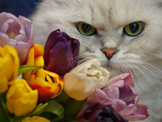 Jigsaw Puzzle «Tulips and cat»
