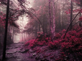 Jigsaw Puzzle «Morning in the red forest»