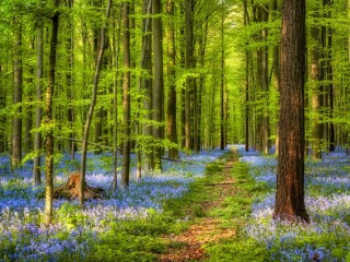 Jigsaw Puzzle «spring forest»
