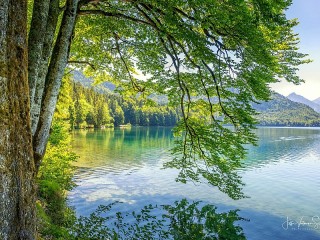 Jigsaw Puzzle «Branches over water»