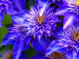 Jigsaw Puzzle «Bright blue inflorescence»