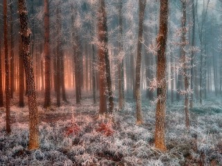 Jigsaw Puzzle «Frosty forest»