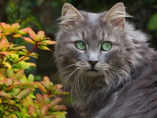 Jigsaw Puzzle «green-eyed cat»