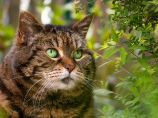 Jigsaw Puzzle «green-eyed cat»