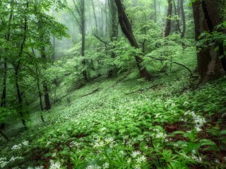 Jigsaw Puzzle «Green morning»