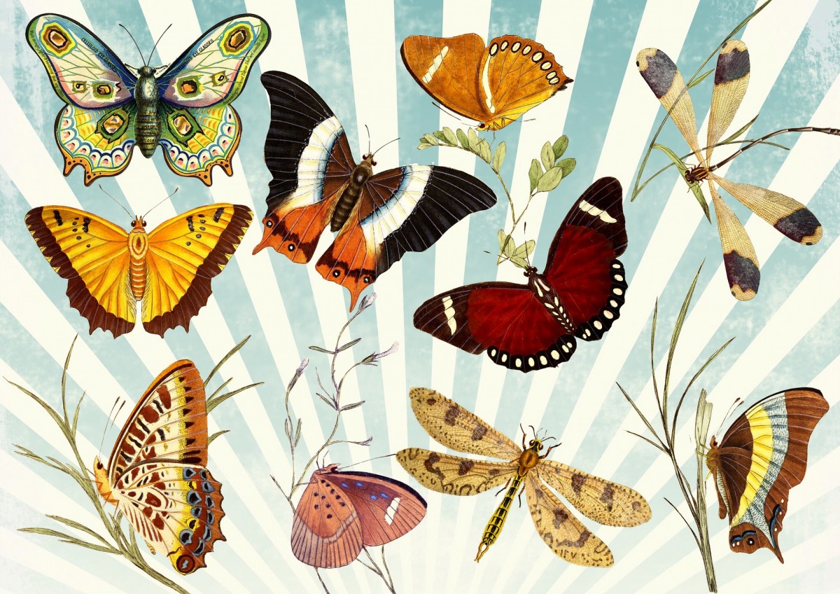 Butterflies and dragonflies. 