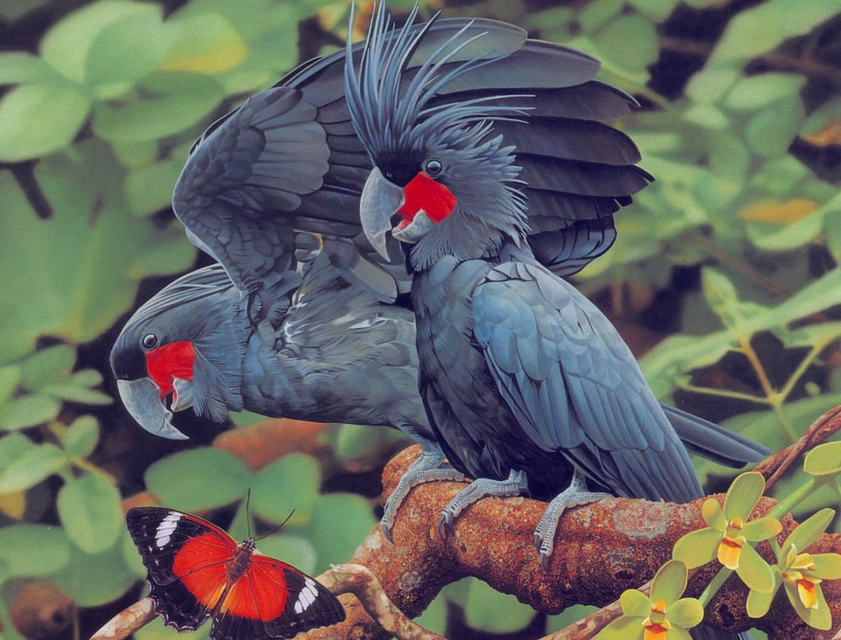 Черный попугай. Австралийский Какаду черный. Пальмовый Какаду. Palm Cockatoo. Black Palm Cockatoo.