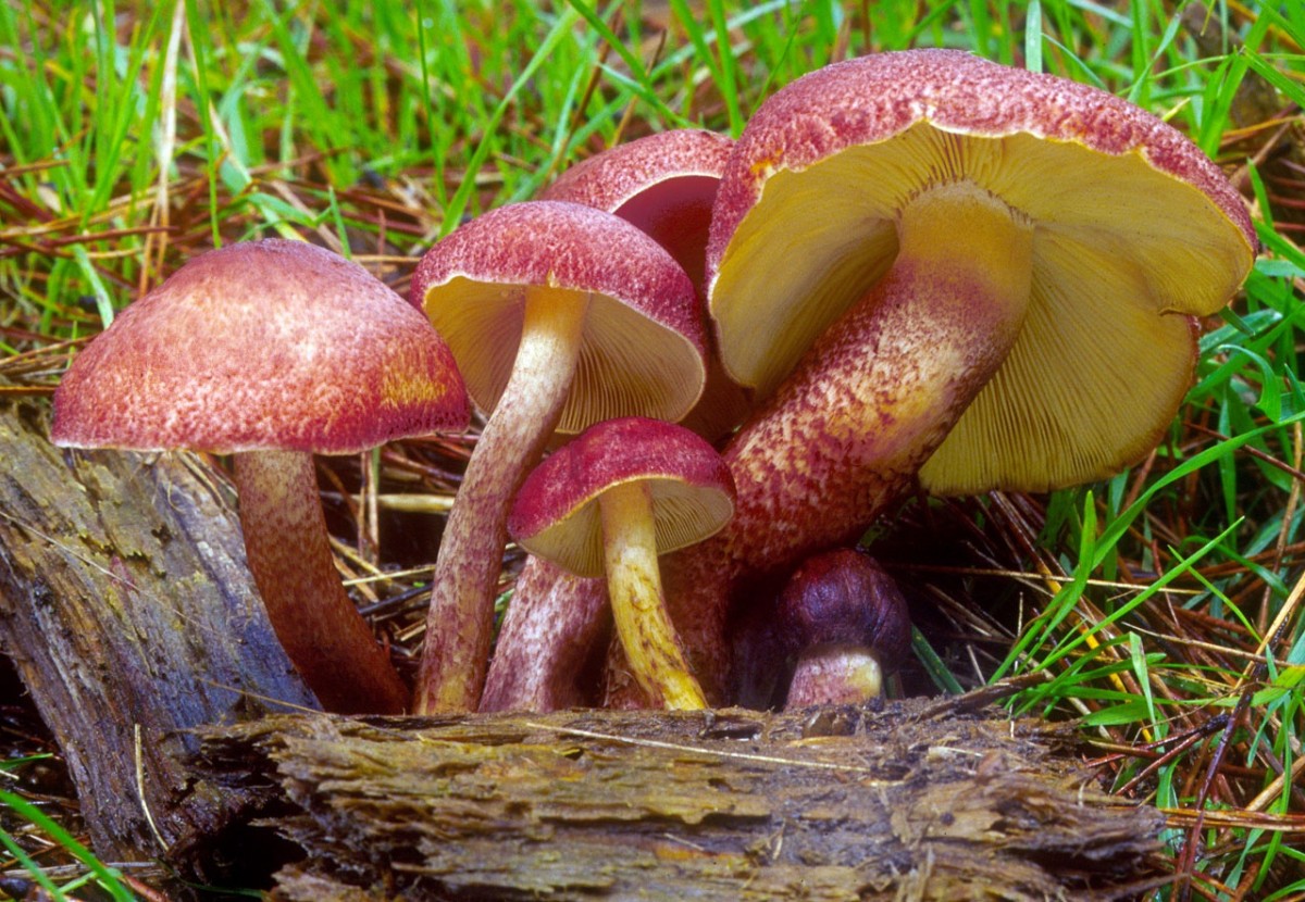 Jigsaw Puzzle Blewits