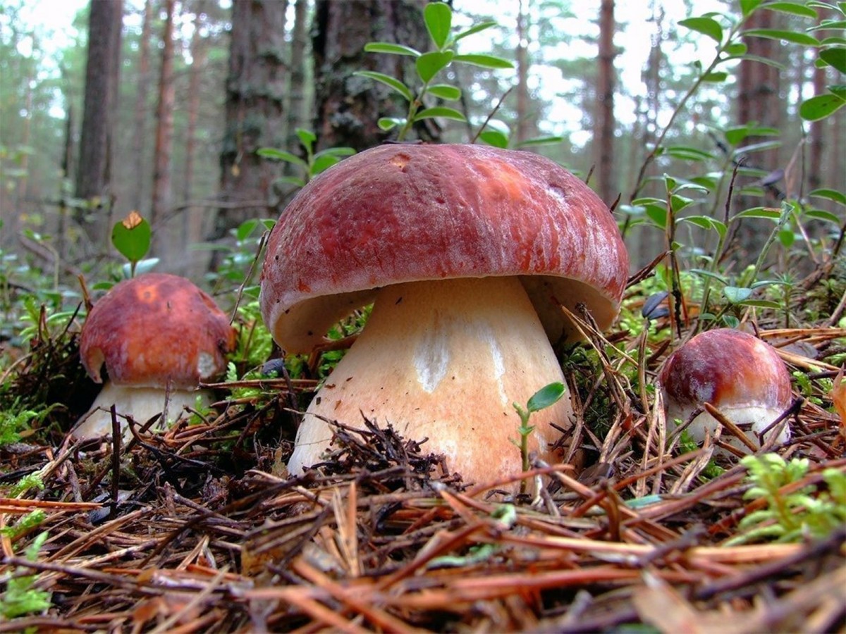 Белый гриб в Боровик в Сосновом Бору
