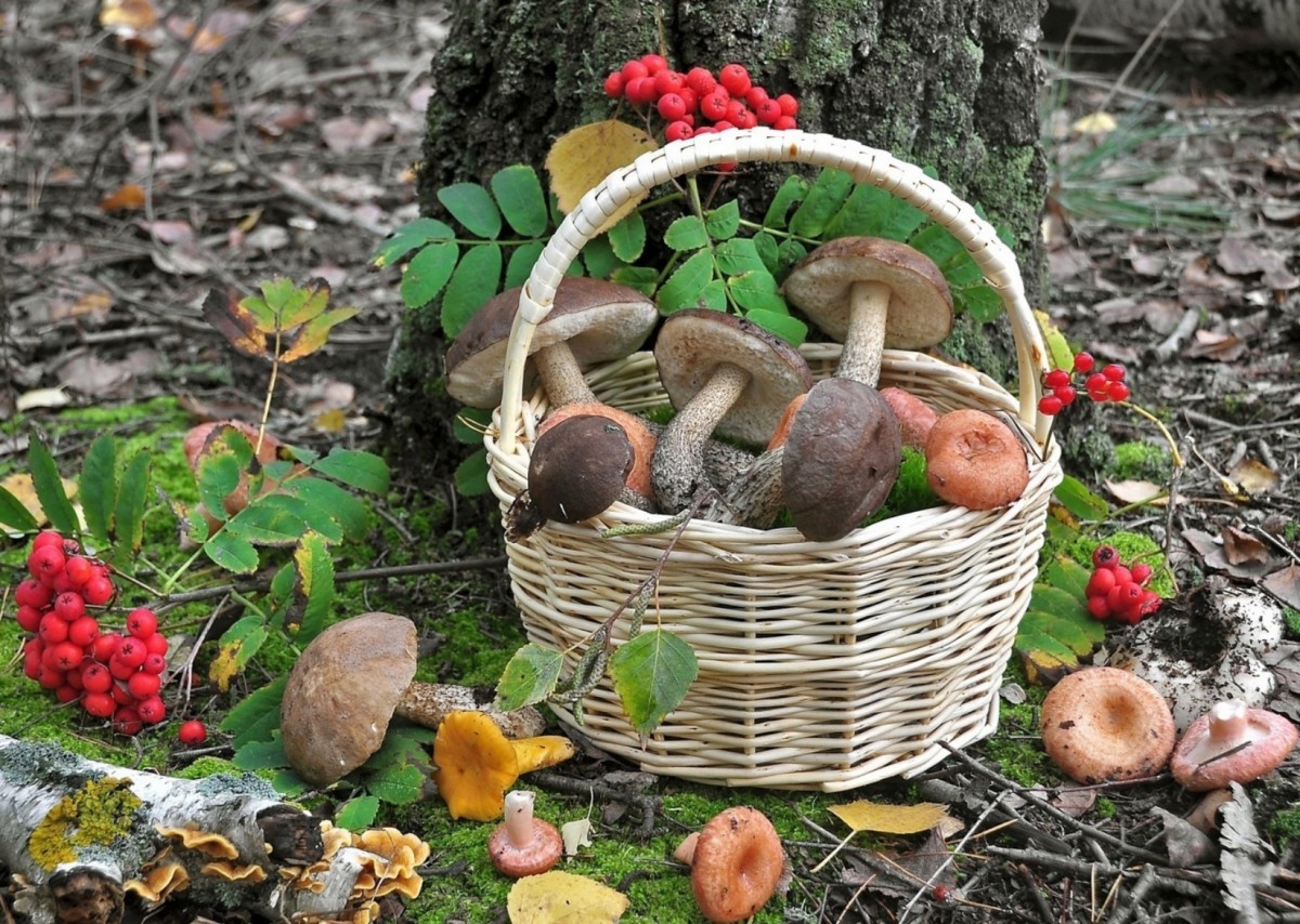 Осенние ягоды и грибы