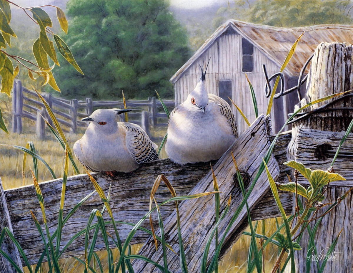 Будьте как змеи и голуби. Greg Postle художник. Птицы живопись. Голуби в живописи.