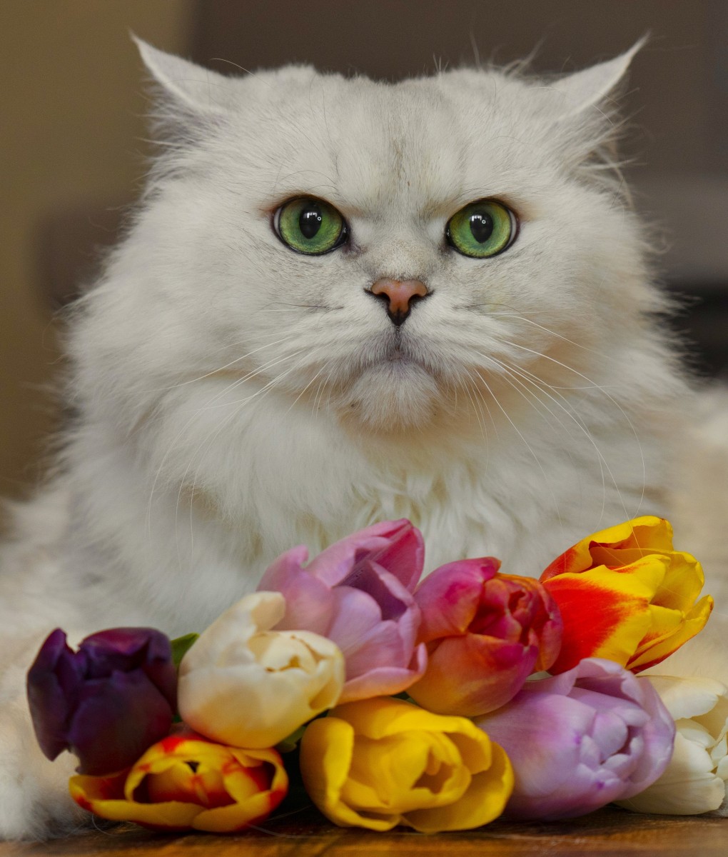 Тюльпаны для кошек ядовиты или нет. Кошка с цветами. Кот с тюльпанами. Кошечка в цветах. Кошечка с тюльпанами.