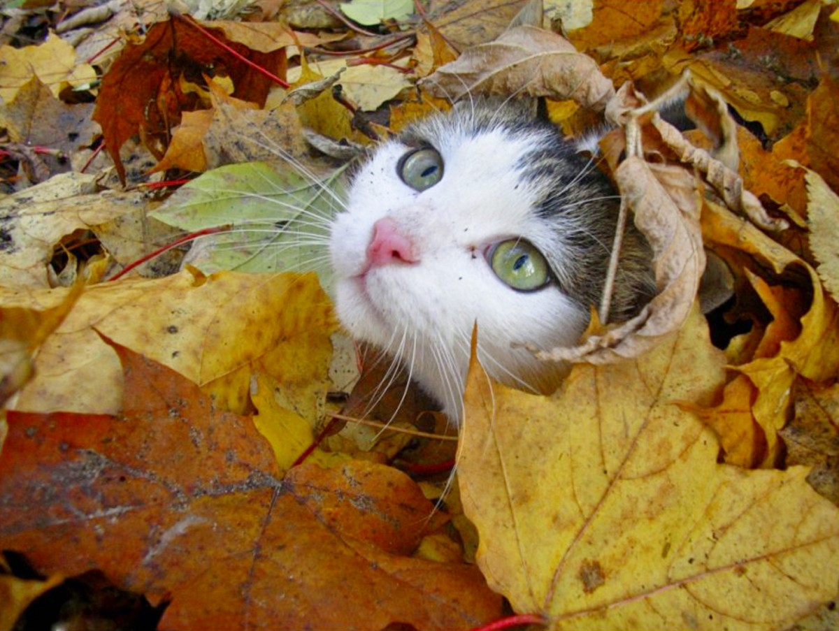 Кот в листве