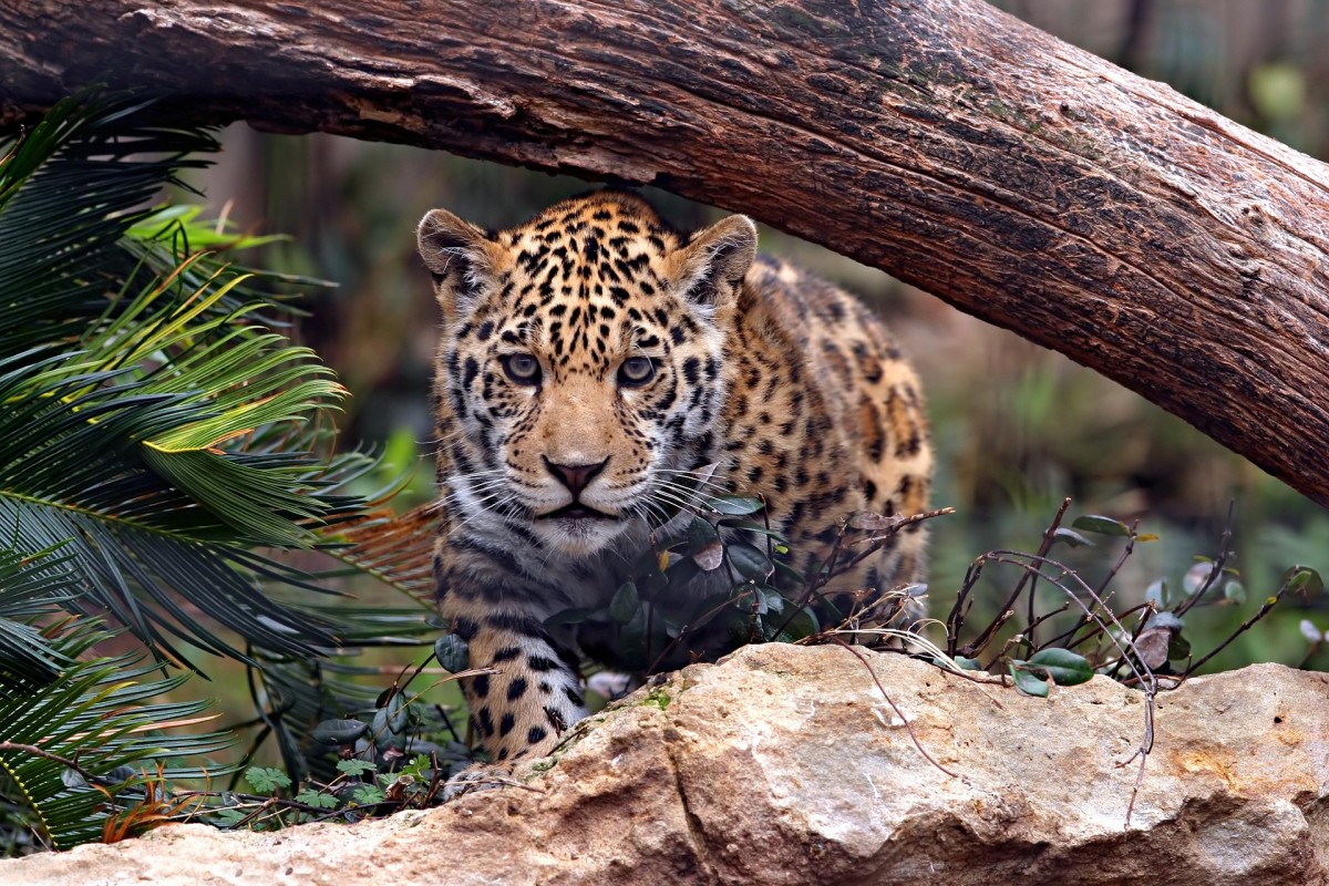 Jaguar Jigsaw Puzzle Online 