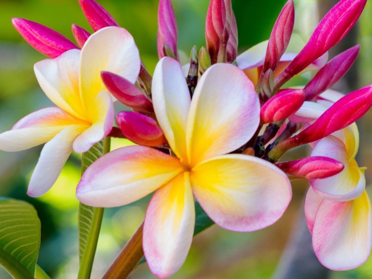 Гавайский цветок Плюмерия
