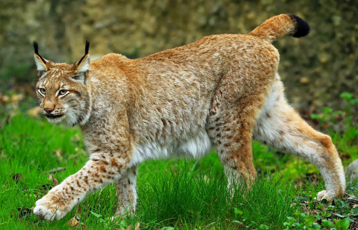 Владимирская рысь. Беловежская пуща Рысь. Lynx Рысь. Рысь — Lynx Lynx. Рысь обыкновенная Lynx Lynx Linnaeus, 1758.