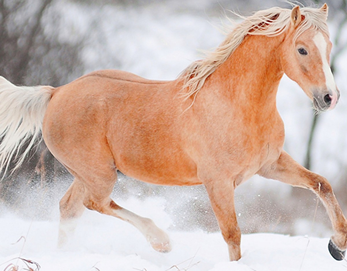 Red horse. Пазл лошадь рыжая. Мини Шетти рыже Чалая.