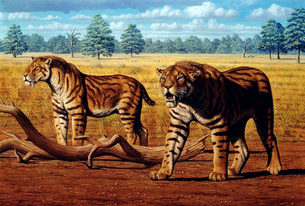 Saber-toothed tigers. 