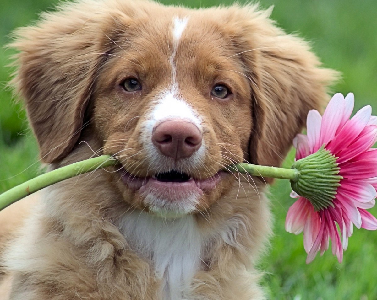 Jigsaw Puzzle Puppy with a flower