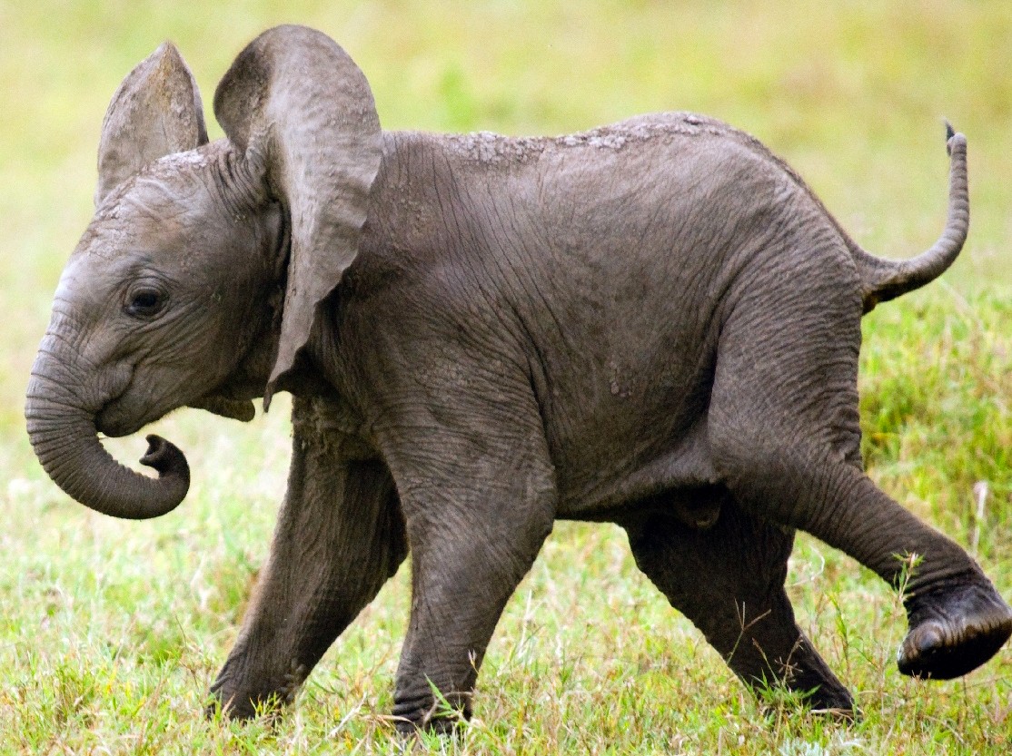 Слон фото животного