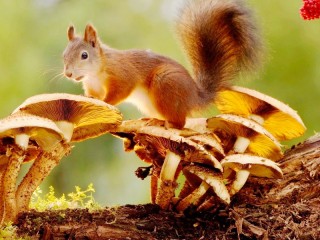 Jigsaw Puzzle «Squirrel and mushrooms»