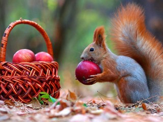 Jigsaw Puzzle «Squirrel and apples»