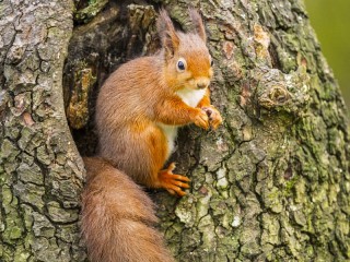 Jigsaw Puzzle «Squirrel on the tree»