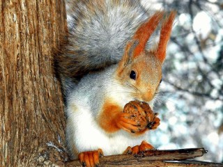 Jigsaw Puzzle «Squirrel with nut»
