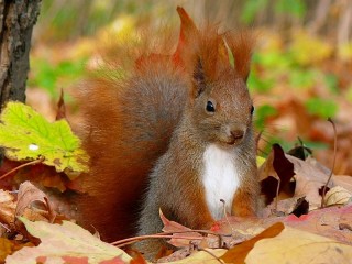 Jigsaw Puzzle «Squirrel in the leaves»