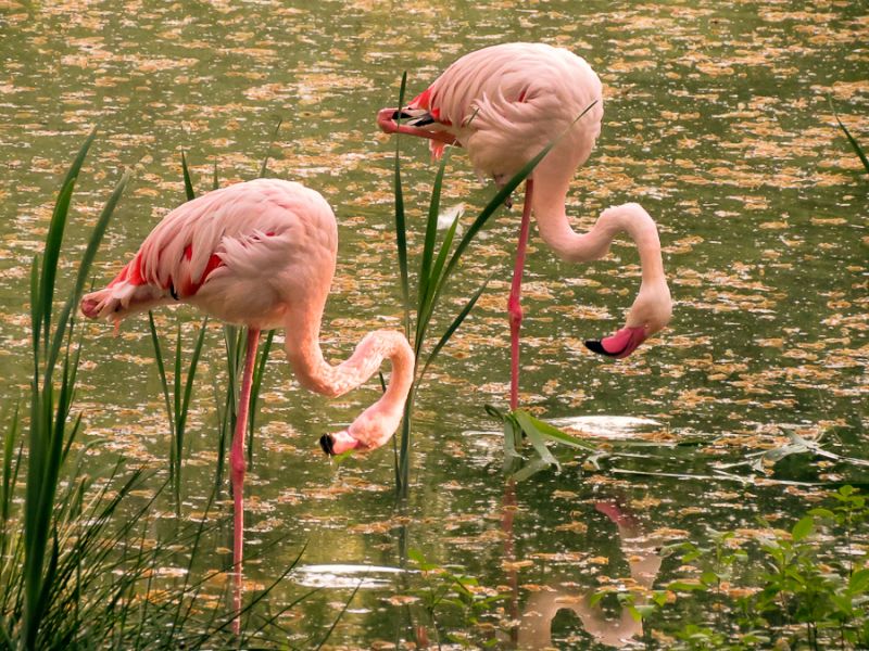 Слушать песню фламинго. Flamingo. Фламинго легко. Пазлы Фламинго. Фламинго песня.