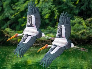 Jigsaw Puzzle «Painted stork»