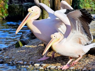 Jigsaw Puzzle «A pair of pelicans»