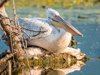Jigsaw Puzzle «Pelican»