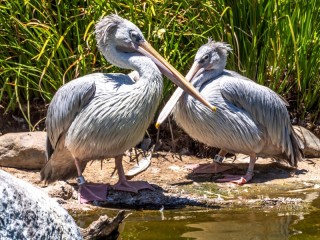 Jigsaw Puzzle «Pelican couple»