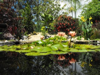 Jigsaw Puzzle «Pond with lotuses»
