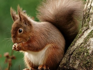 Jigsaw Puzzle «Red squirrel»