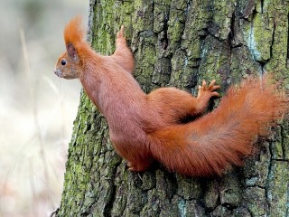 Jigsaw Puzzle «Red squirrel»