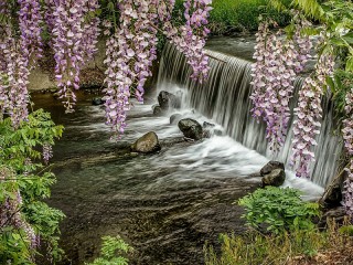 Jigsaw Puzzle «Waterfall and Wisteria»