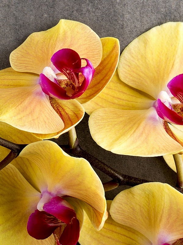 Красно желтая орхидея. Фаленопсис желтая Жемчужина. Фаленопсис желтый с красной серединкой. Орхидея фаленопсис желто-бурая. Жёлтая Орхидея фаленопсис с малиновой губой.